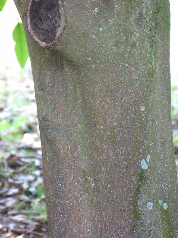            Bark (Winter Haven, FL)            